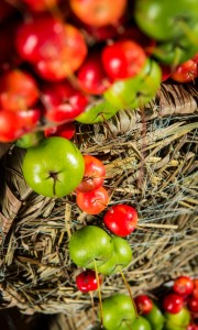 Herfst